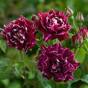 Intenzivan miris ruže - Ruža - Roger Lambelin - Narudžba ruža